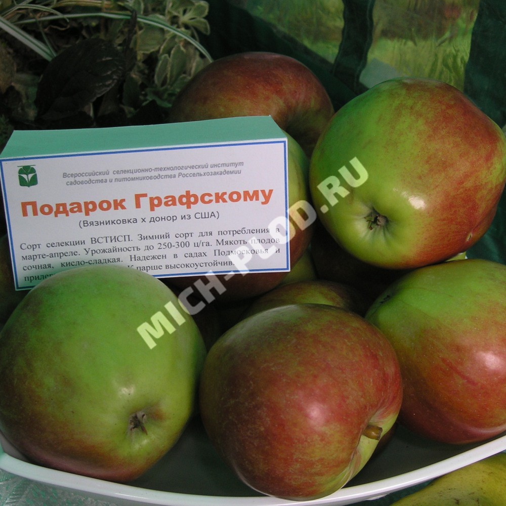 Яблоня подарок графскому описание Яблоня подарок графскому описание